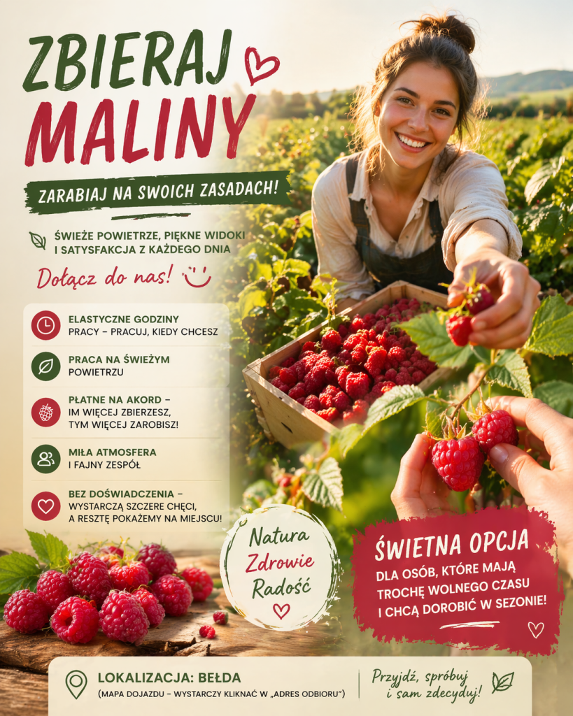 Zbieranie malin – Bełda ( plantacja )