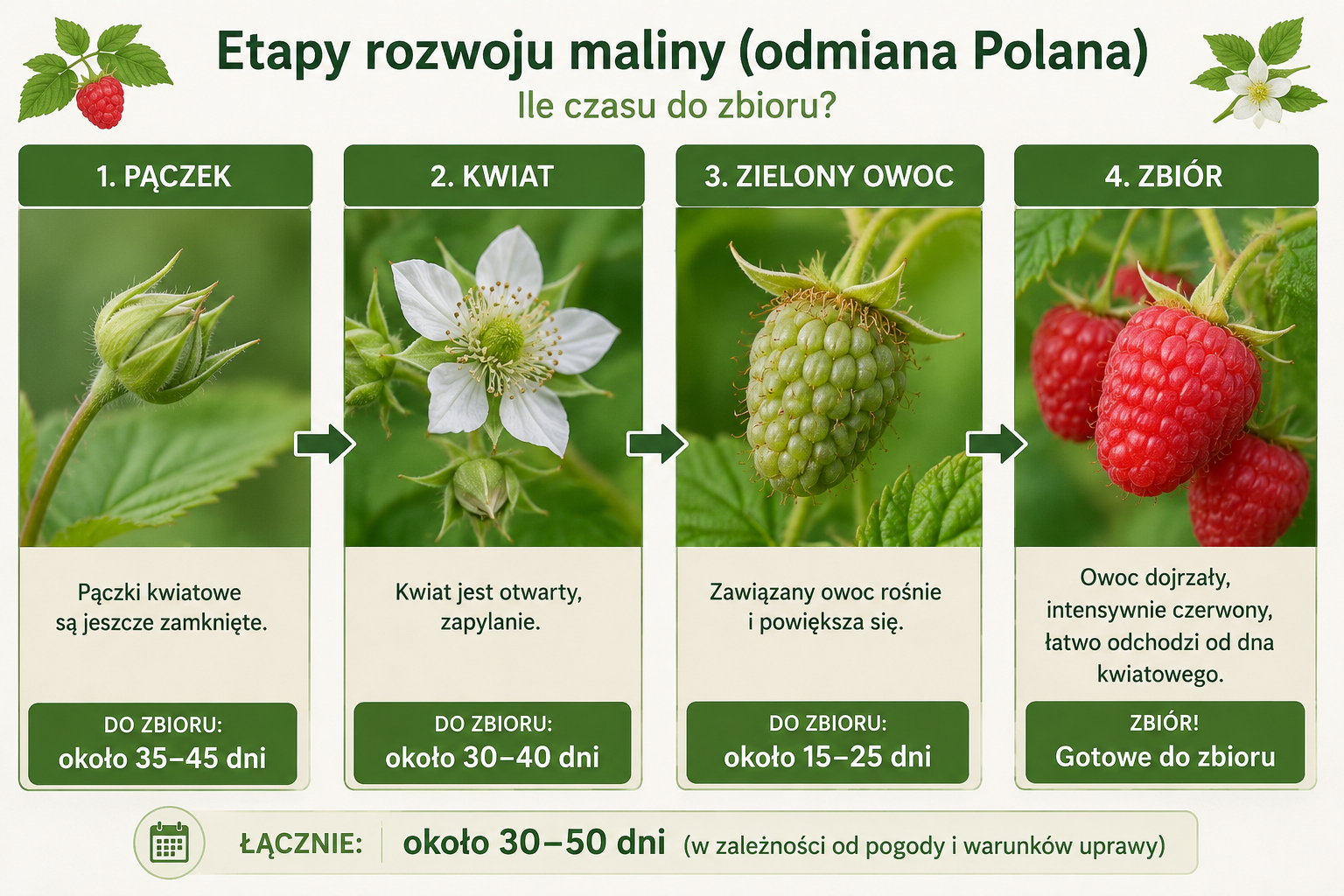 Ile czau dojrzewa malina ?