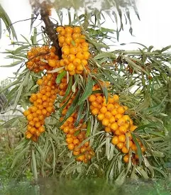 Rokitnik