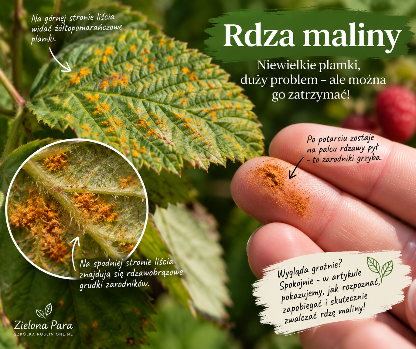 Rudawy pyłek na liściach malin? Sprawdź, co to oznacza.”